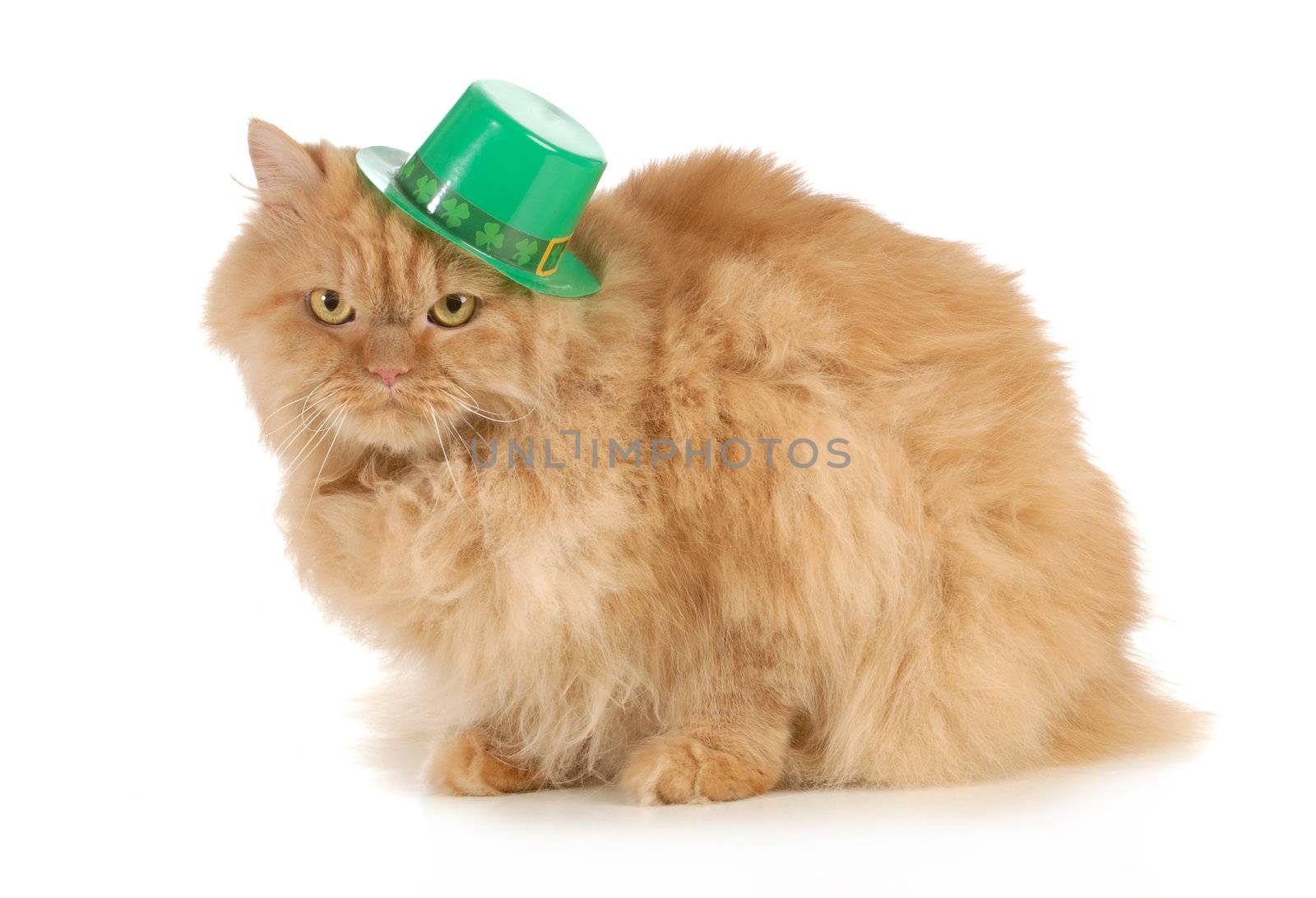 St Patricks Day cat looking at viewer isolated on white background