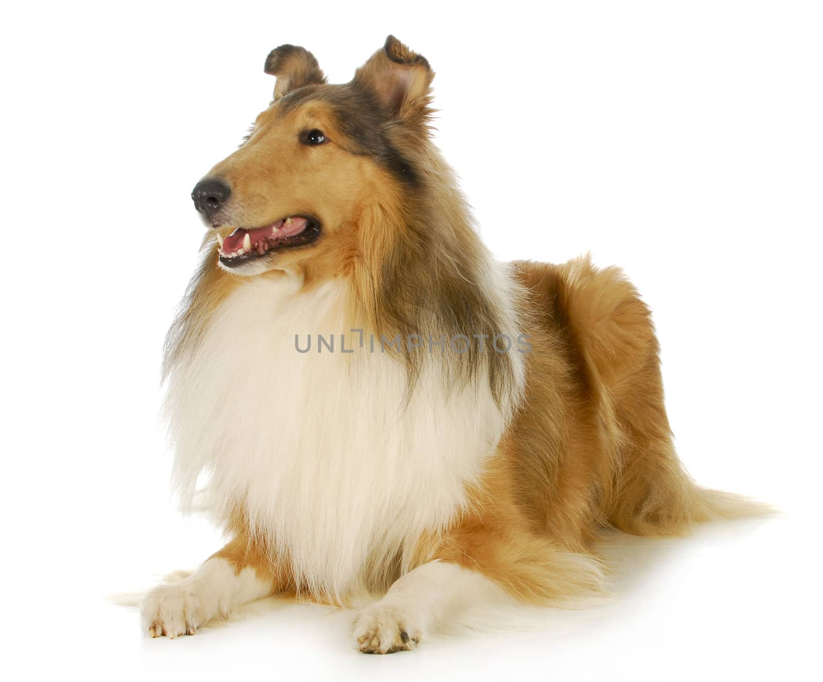 collie - rough coated collie laying down looking up isolated on white background