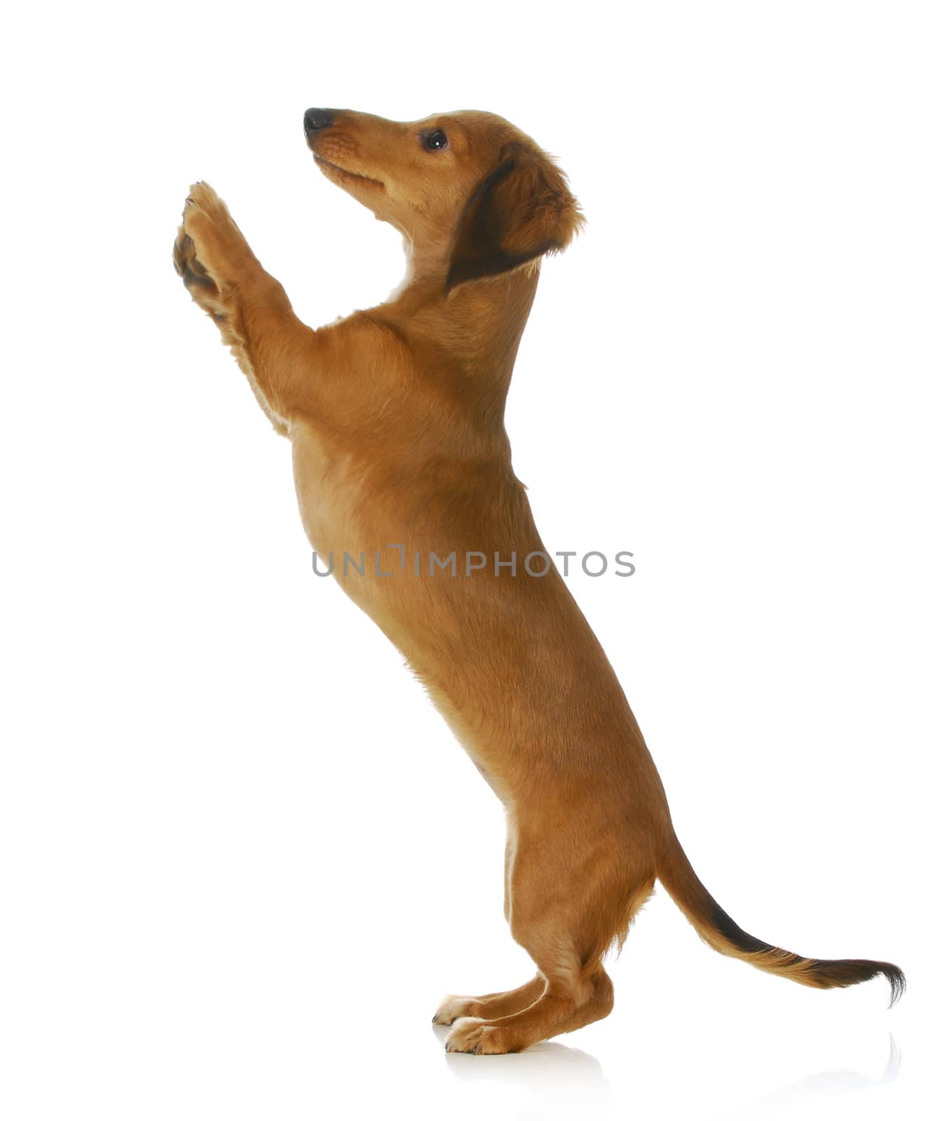 dog begging - long haired dachshund jumping up isolated on white background