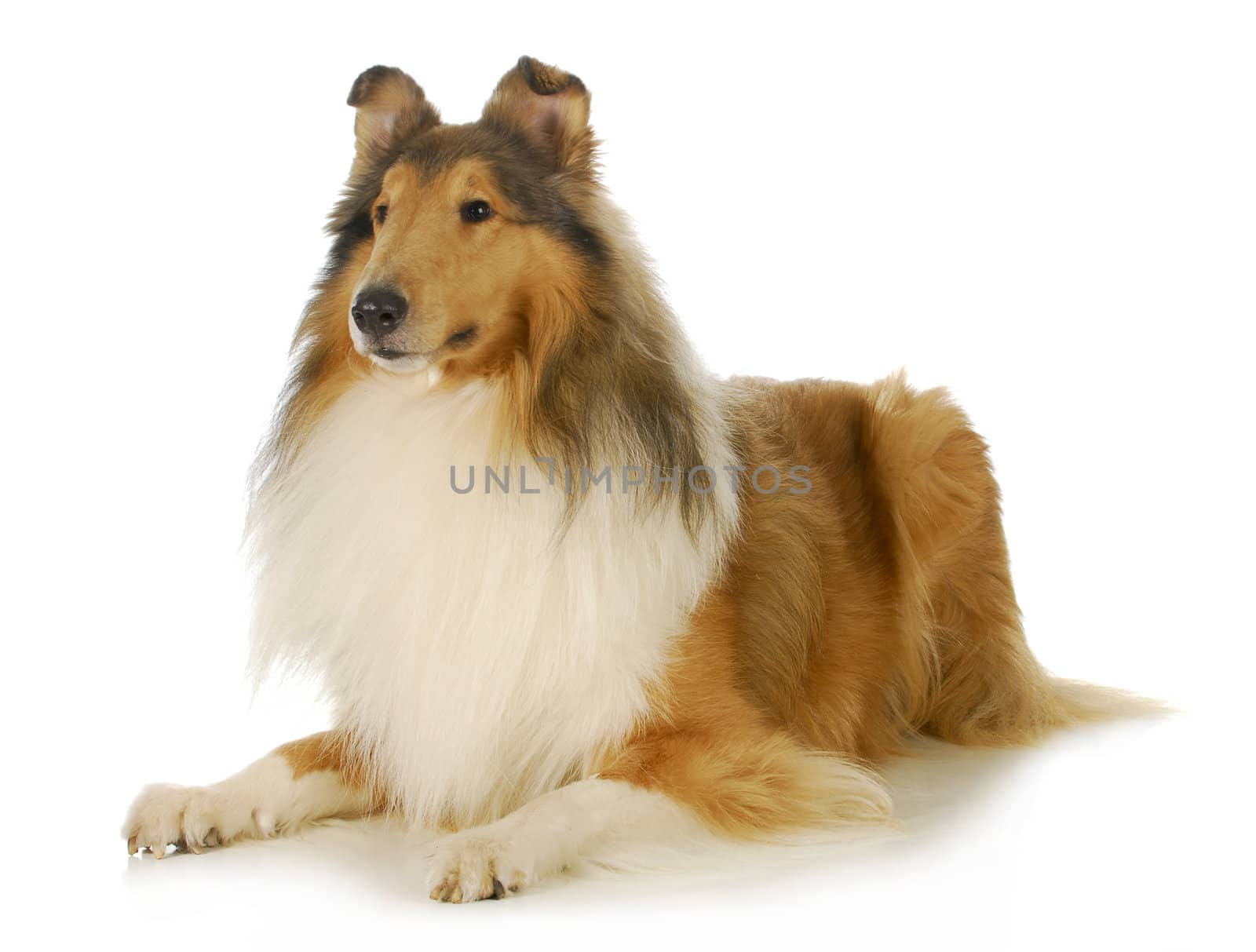 collie - rough coated collie laying down isolated on white background