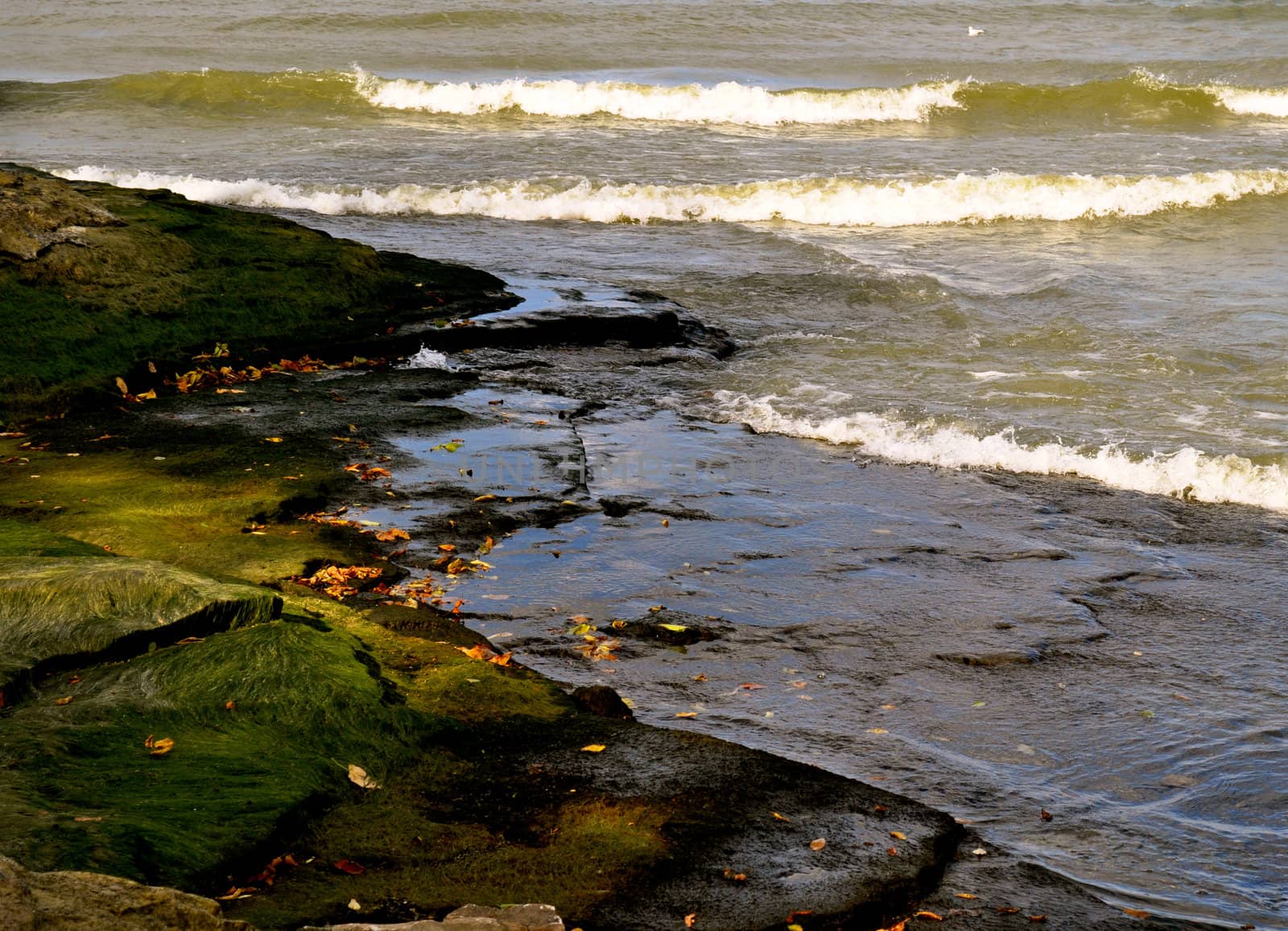 Algae leaves and water