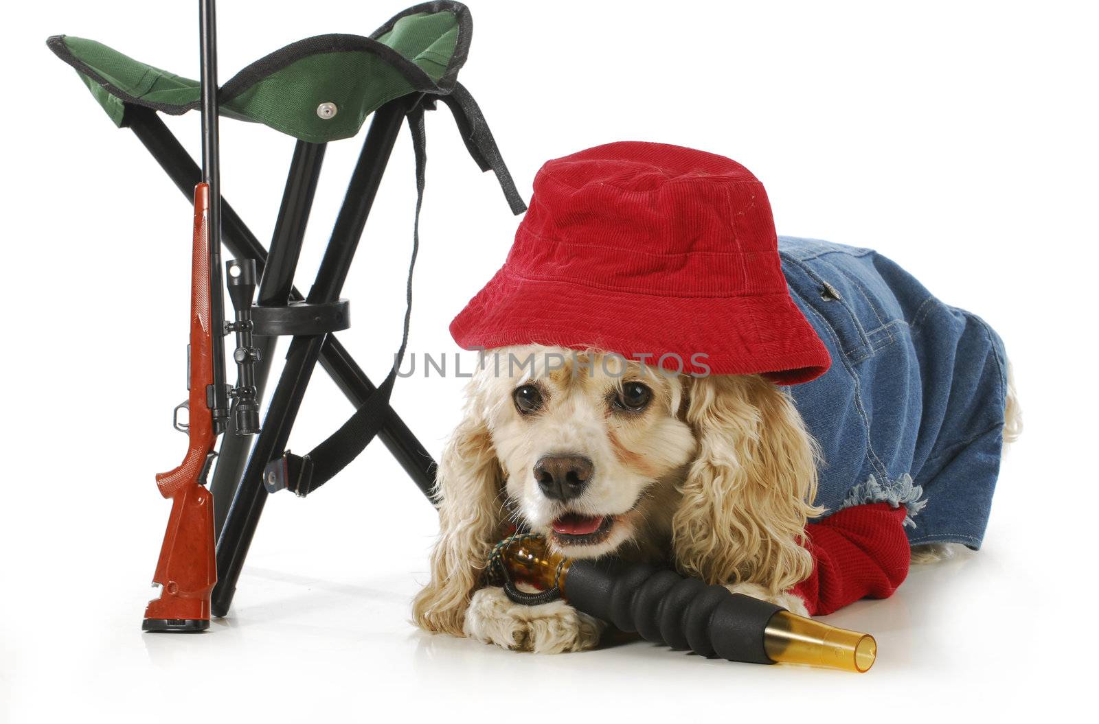 hunting dog - american cocker spaniel dressed up like a hunting dog isolated on white background