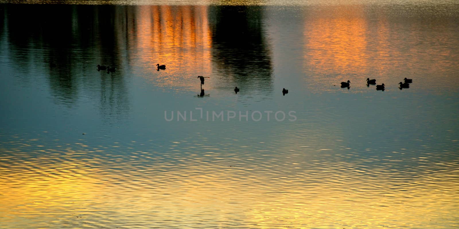 Ducks on the water by RefocusPhoto