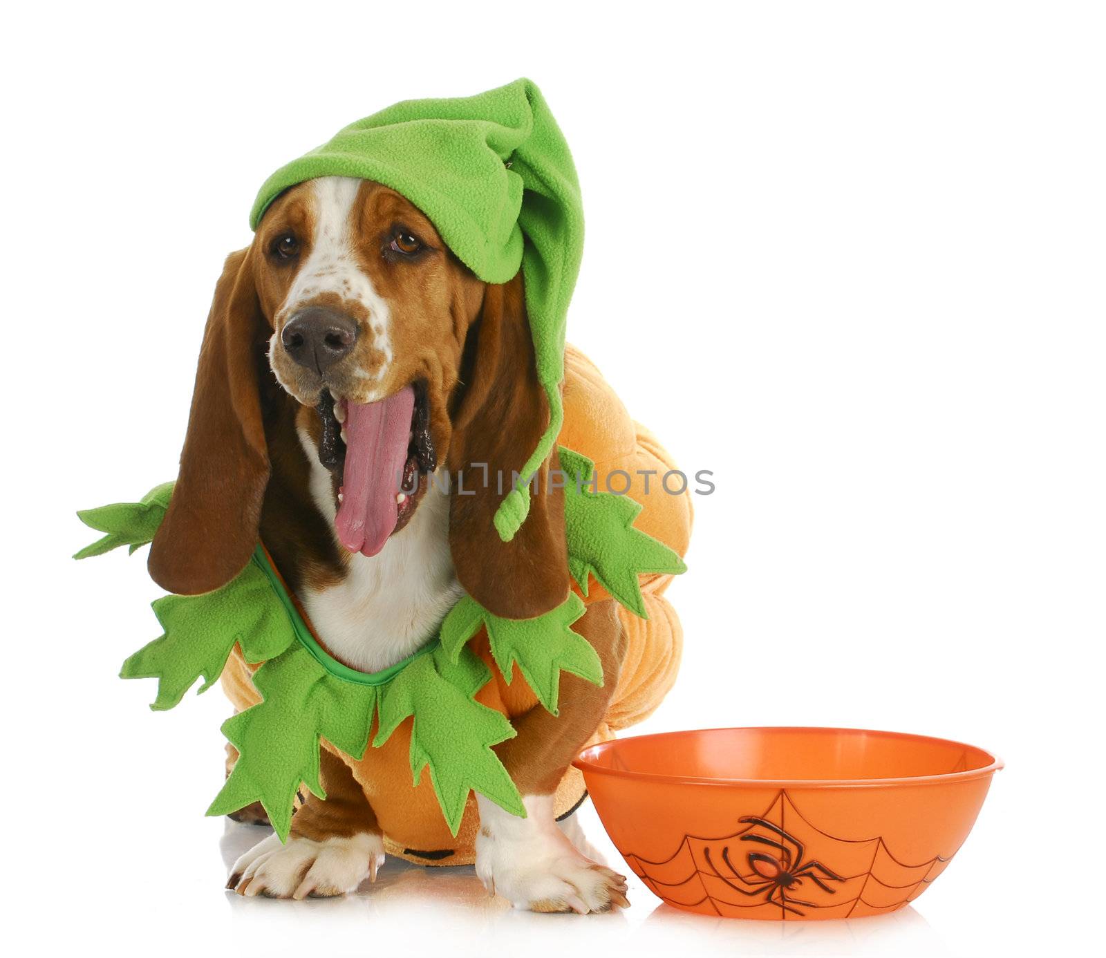 halloween dog - basset hound dressed up like a pumpkin sitting beside trick or treat bowl on white background