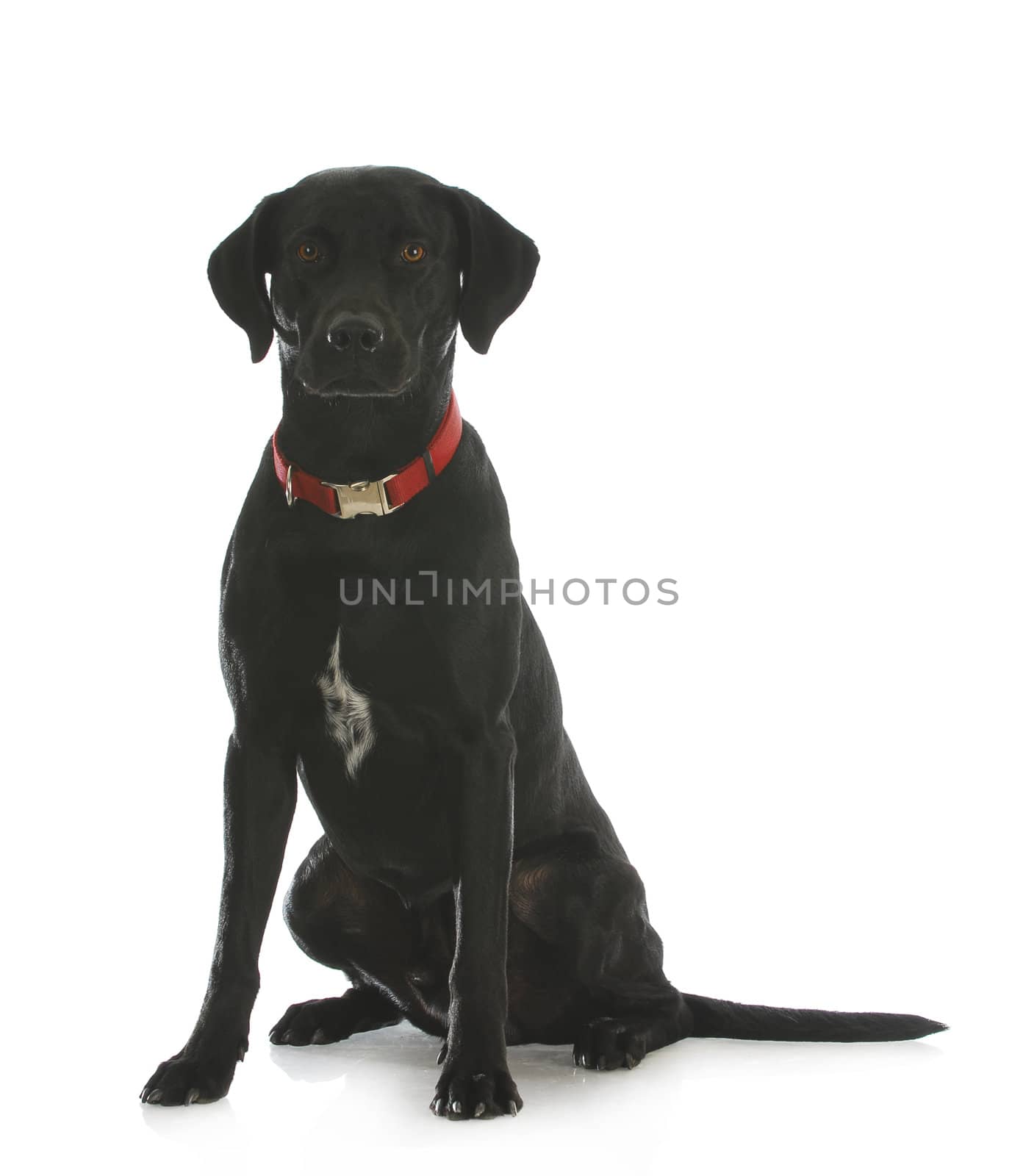 black lab cross by willeecole123