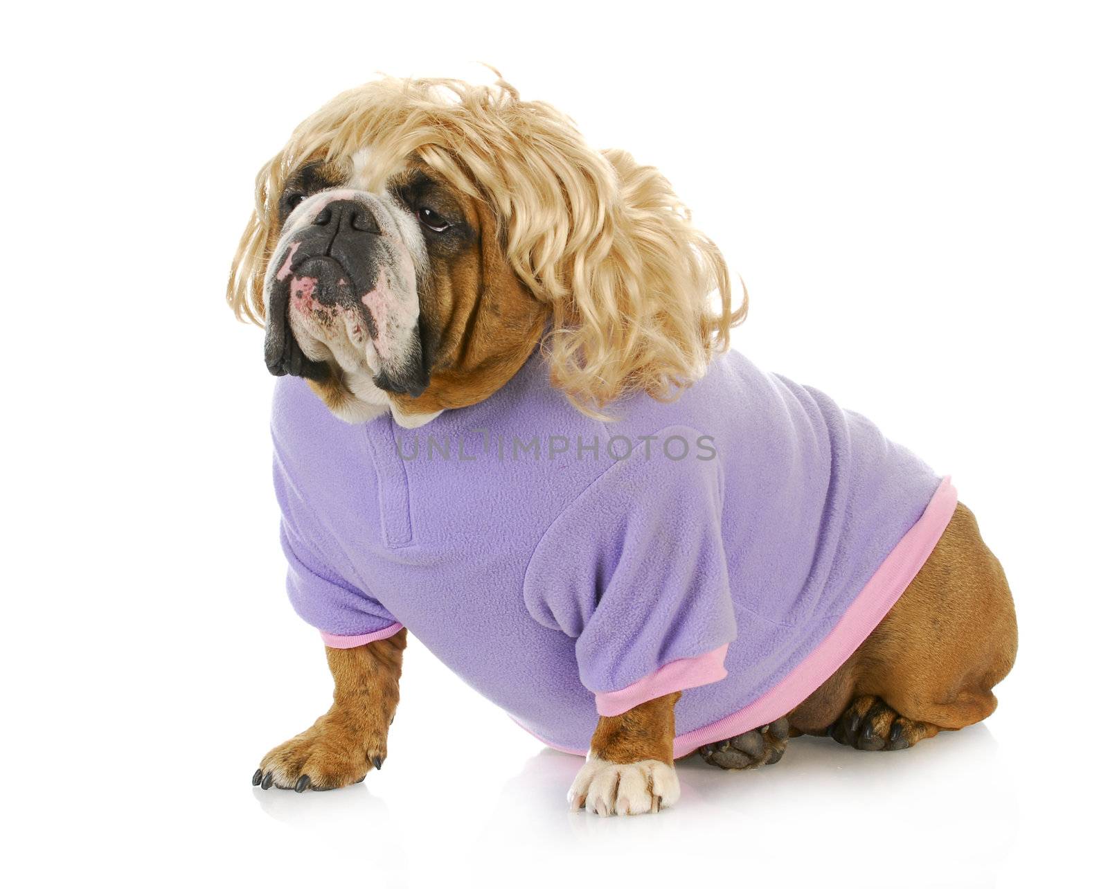 female bulldog wearing blonde wig and purple coat isolated on white background