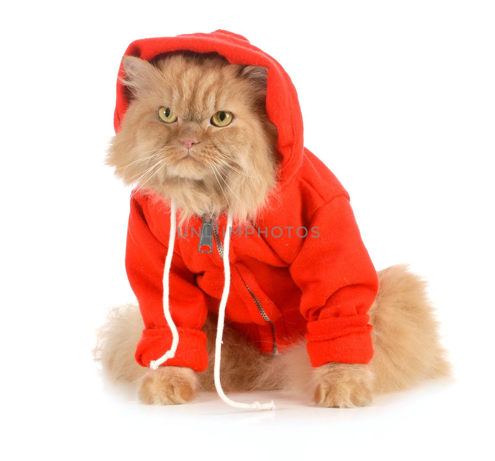 cat wearing coat by willeecole123