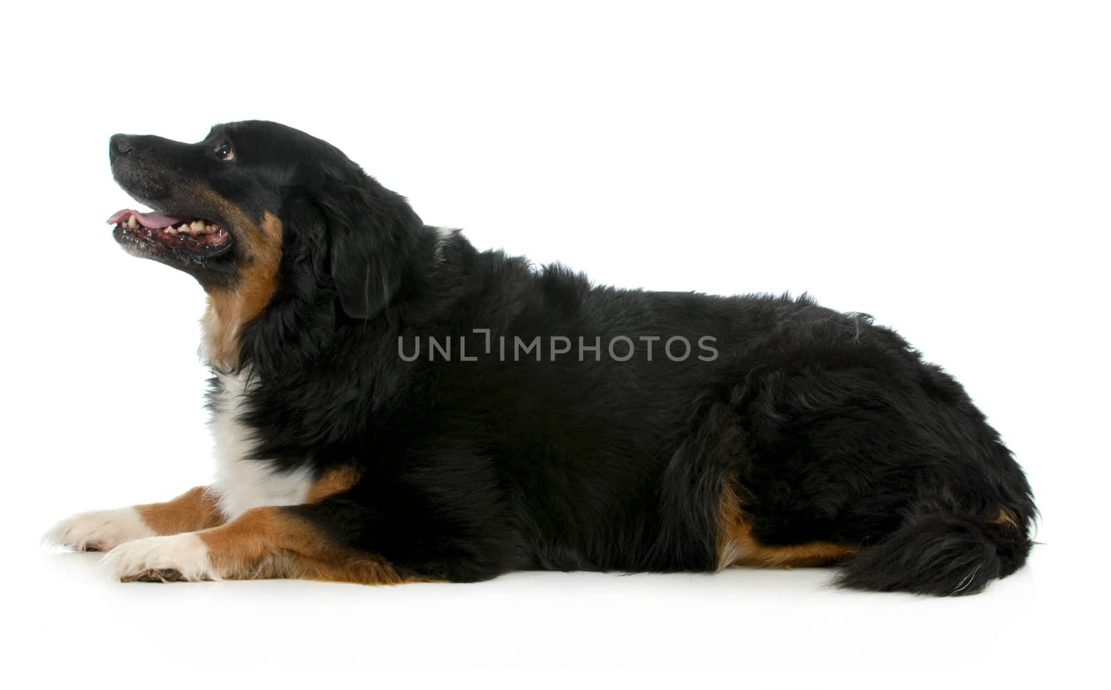 bernese mountain dog laying down looking up isolated on white background