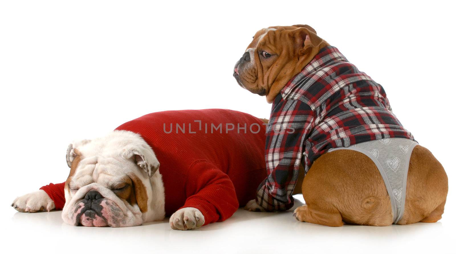 dog couple - english bulldog couple isolated on white background