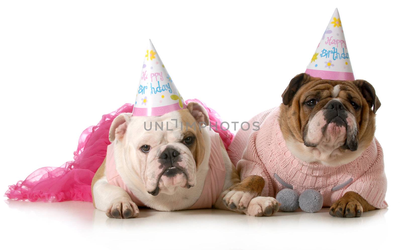 birthday dog - english bulldogs wearing party clothes and birthday hats isolated on white background
