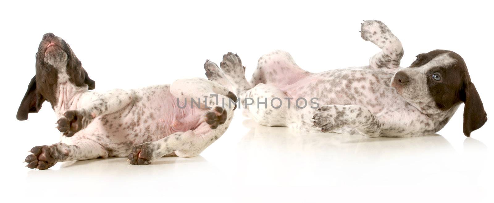puppies playing - two german shorthaired pointer puppies rolling on backs isolated on white background - 5 weeks old