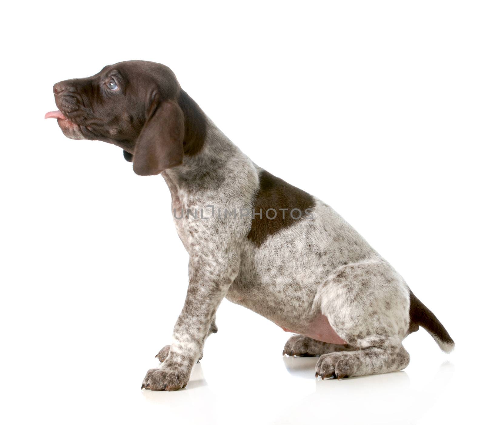 puppy with tongue out - german short haired pointer with tongue sticking out isolated on white background - 5 weeks old