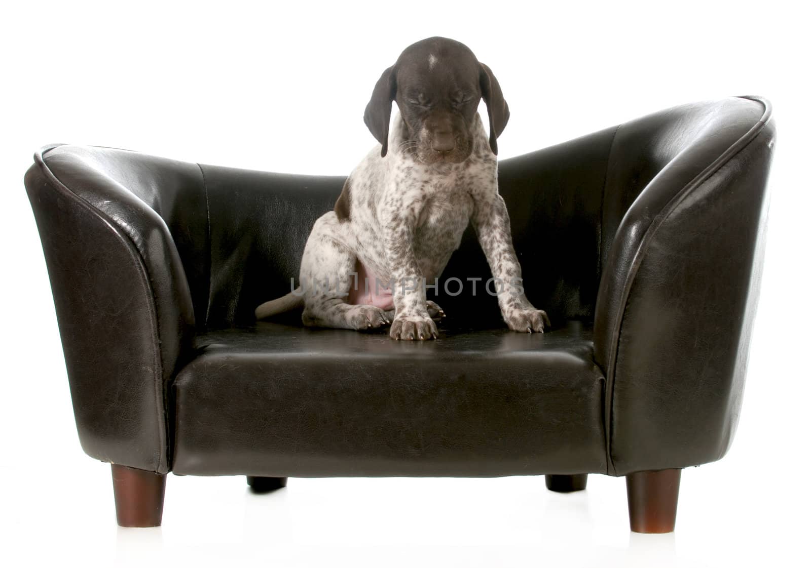 cute puppy - german short haired pointer puppy sitting on couch with eyes closed - 5 weeks old