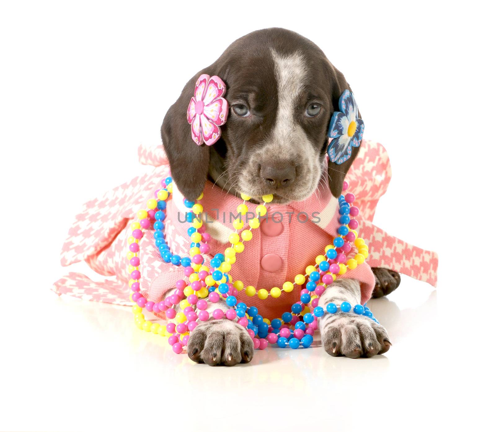 female puppy - german short haired pointer puppy dressed up in girls clothing isolated on white background - 5 weeks old