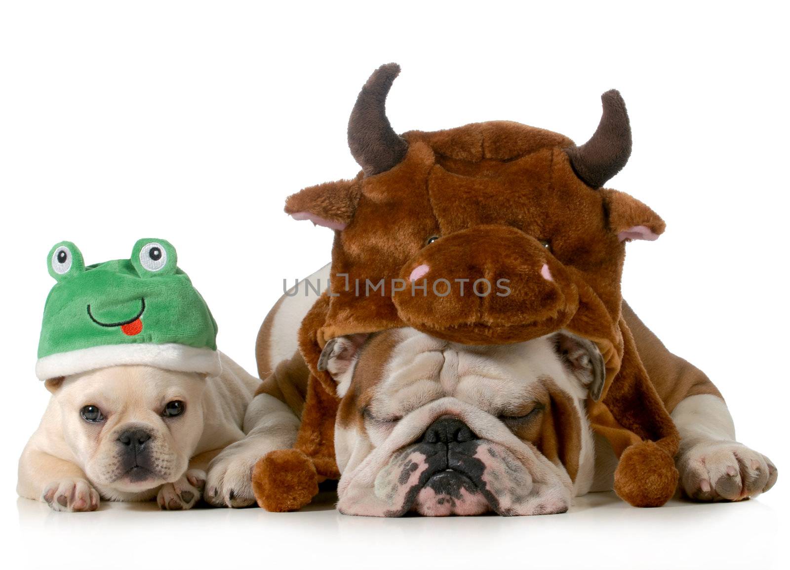 english bulldog and french bulldog dressed up like bull and frog isolated on white background