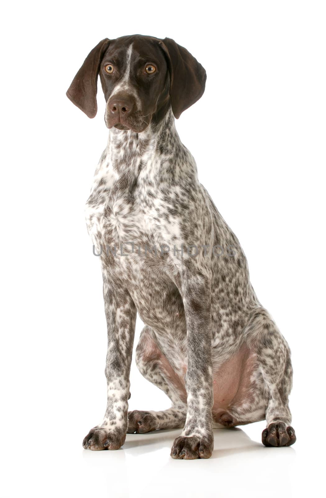 german shorthaired pointer sitting looking at viewer isolated on white background