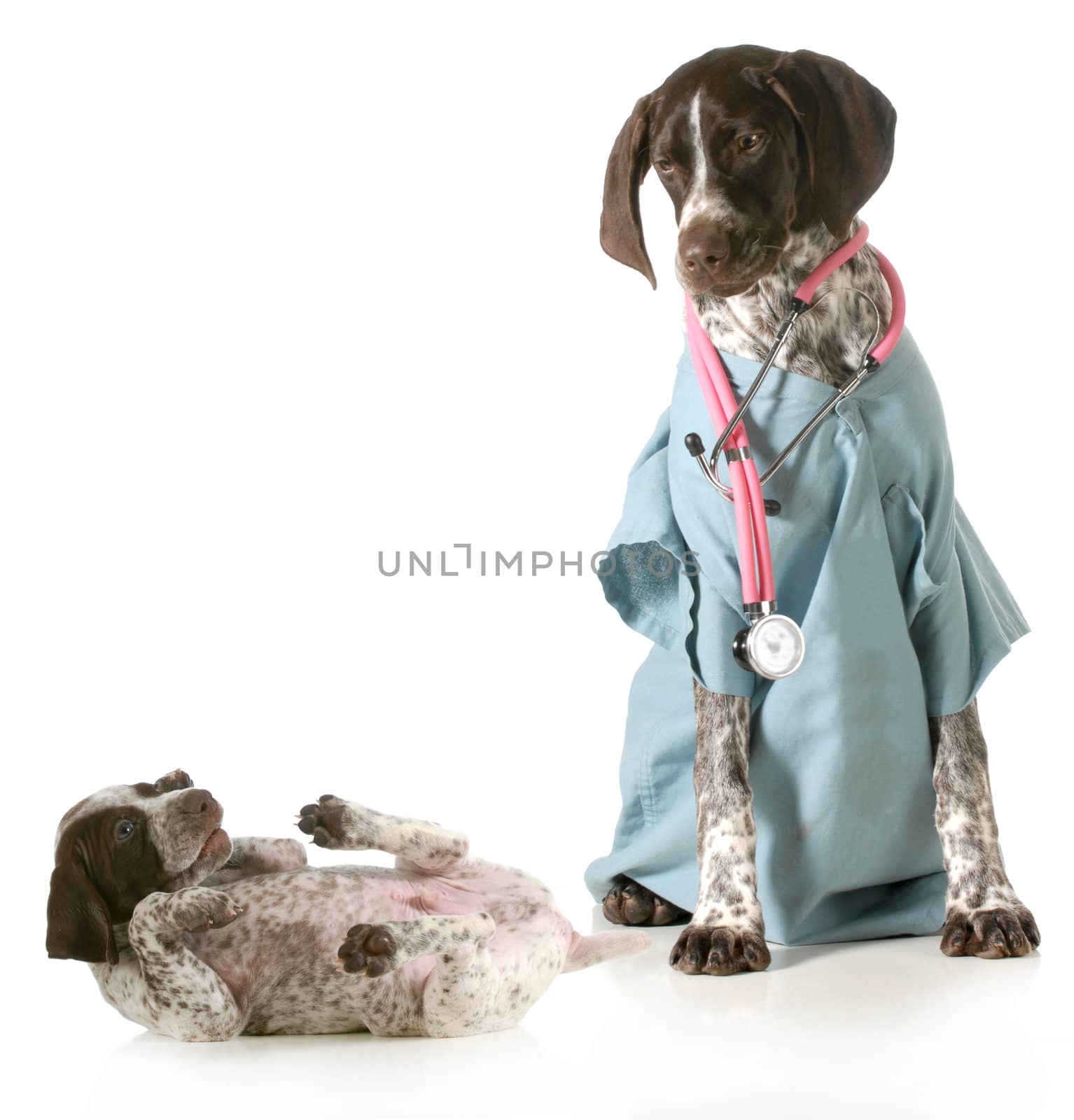 veterinary care - german shorthaired pointer dressed as a veterinarian looking after sick puppy isolated on white background