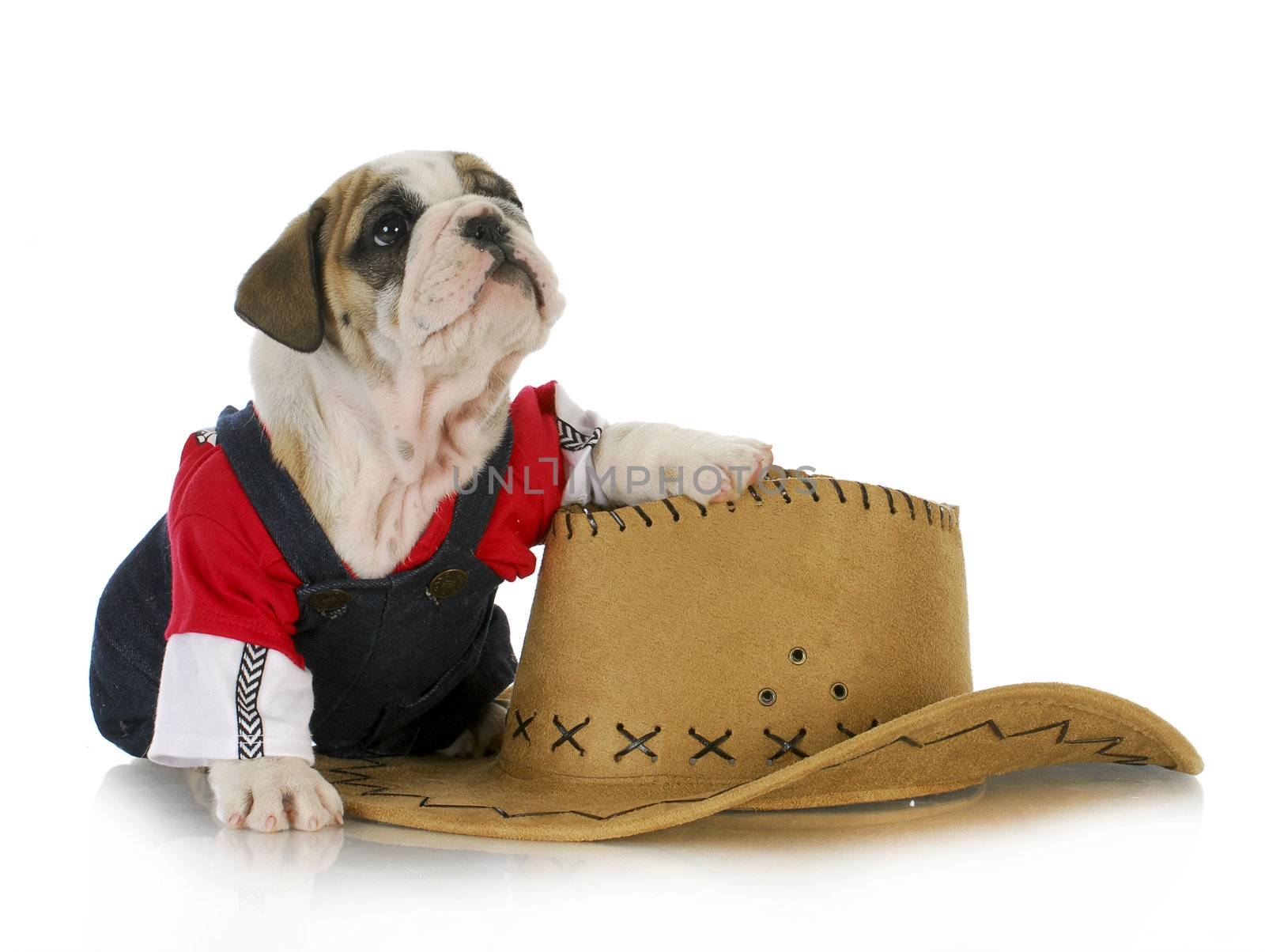 cute puppy - english bulldog dressed up like a country dog with paw on western hat isolated on white background