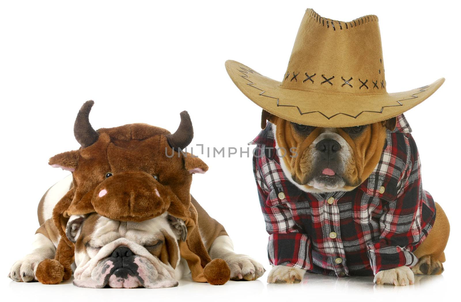 country dog - english bulldog dressed up like a farmer and a bull isolated on white background 