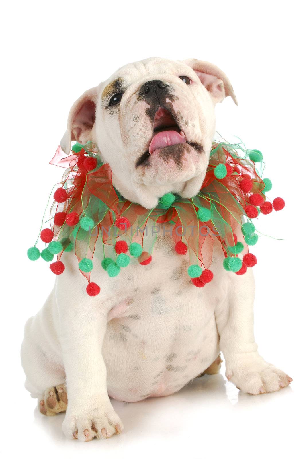 christmas puppy singing sitting isolated on white background - english bulldog