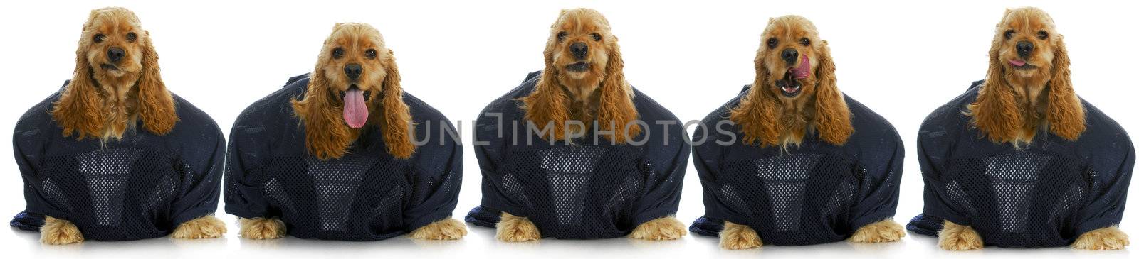 sports hounds - line up of cocker spaniels wearing football jerseys isolted on white background