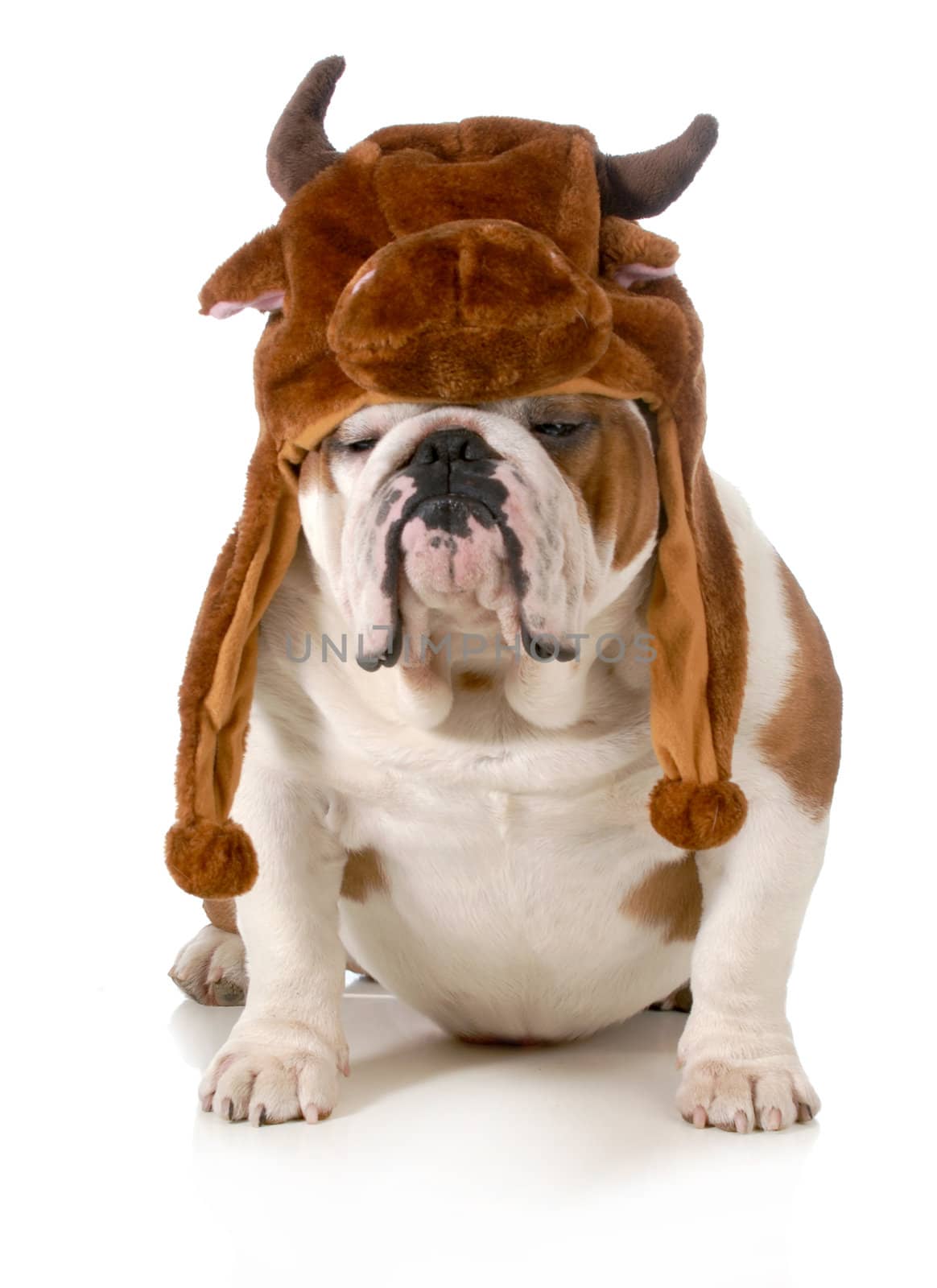 bulldog - english bulldog dressed up like a bull isolated on white background