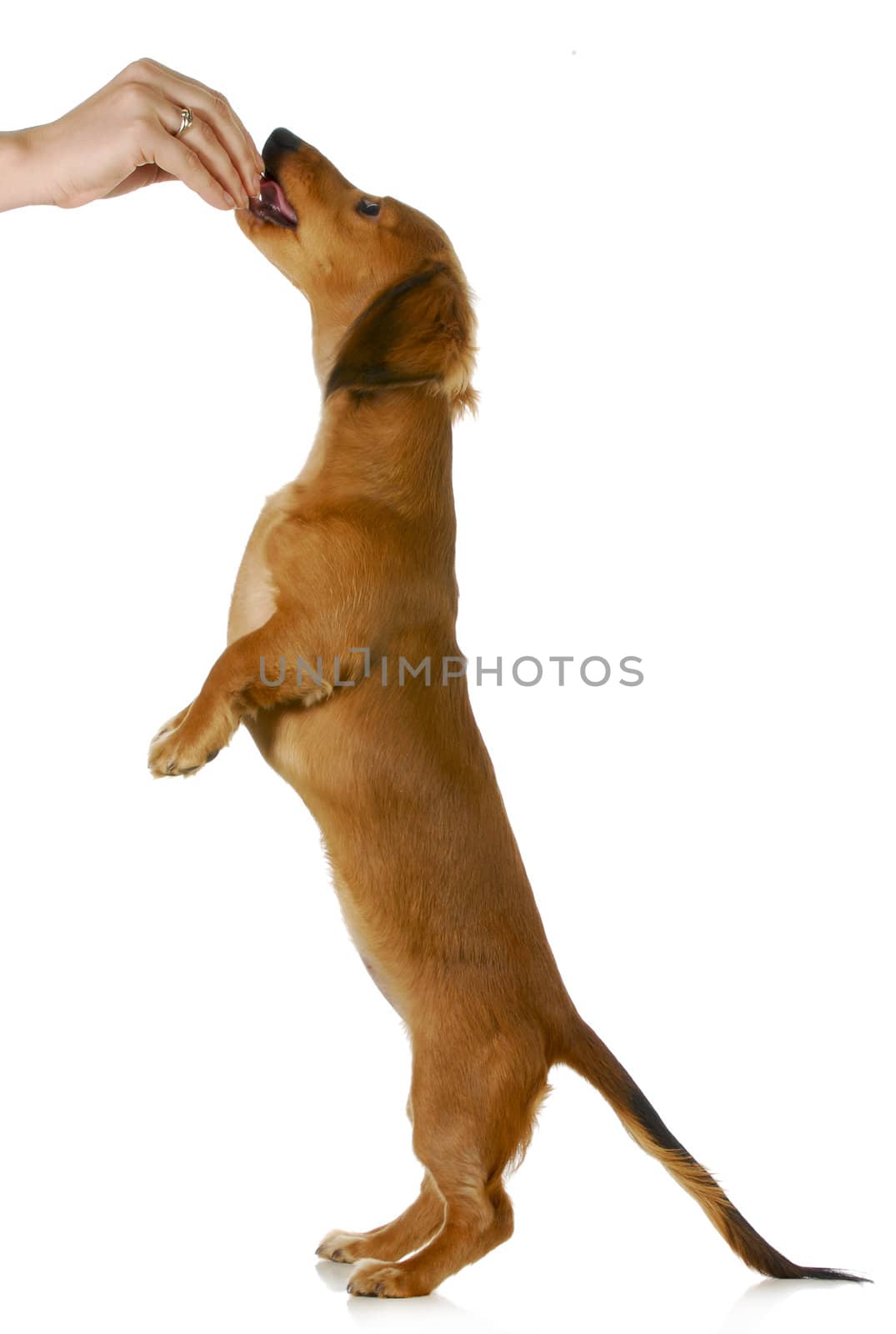 Cute dog standing on two legs begging food - isolated on white