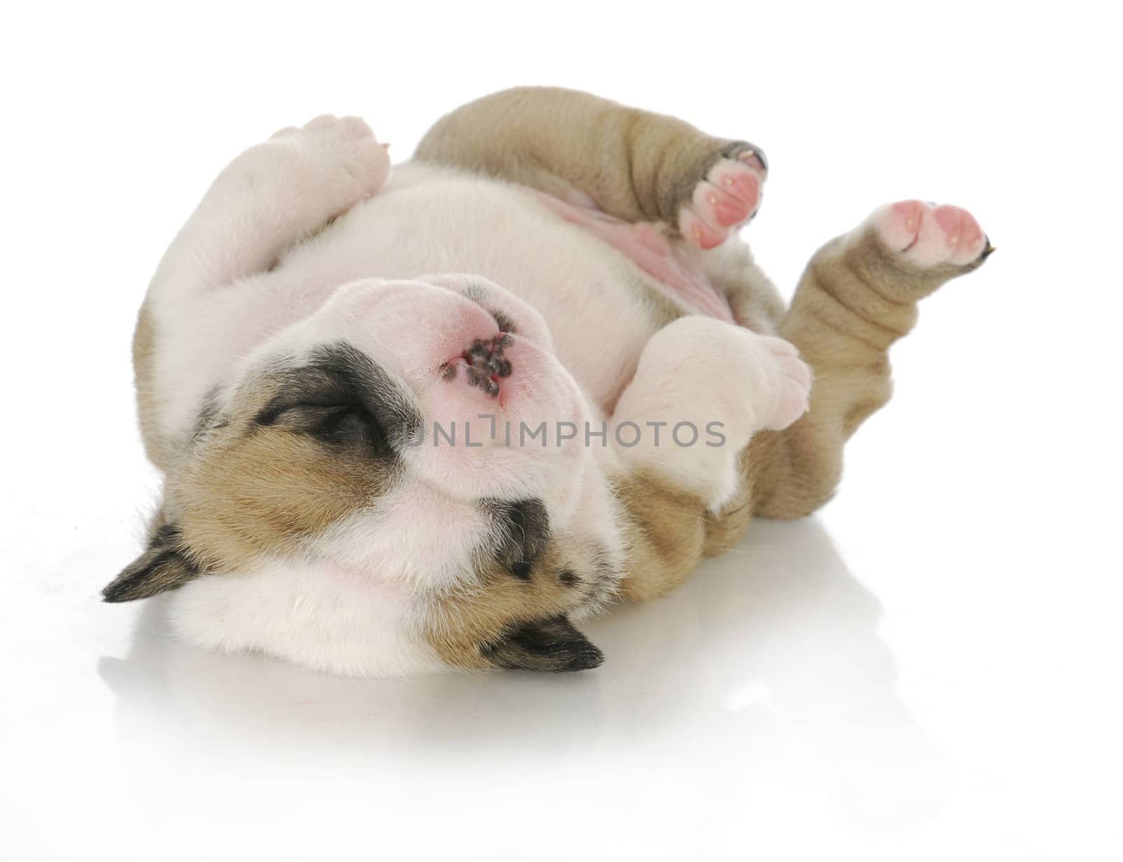 newborn puppy - english bulldog puppy - 3 weeks old