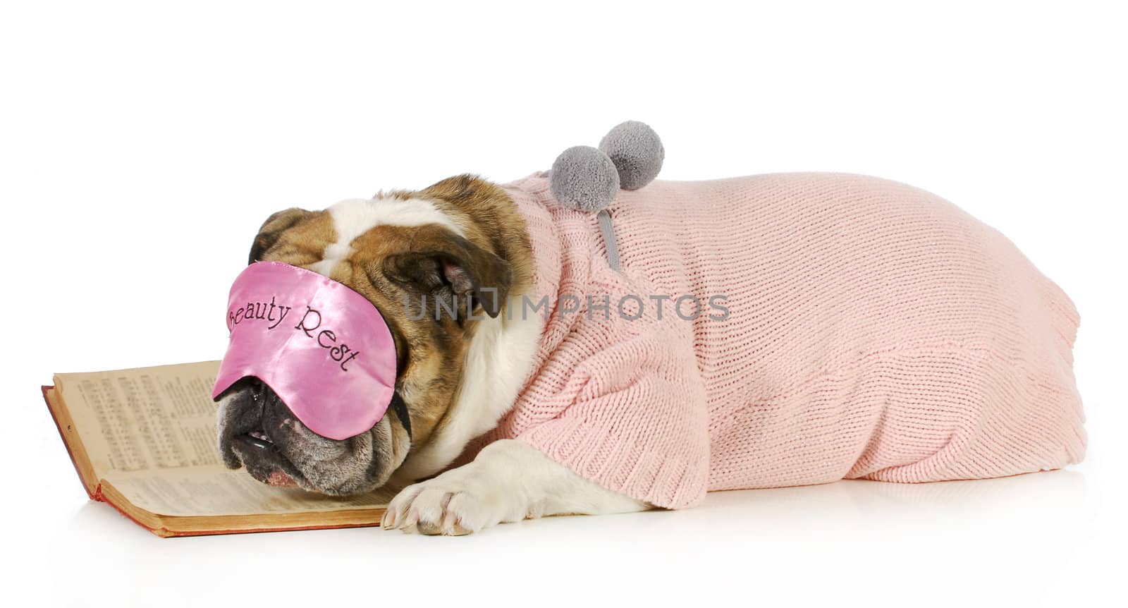 falling asleep reading - english bulldog with boring book isolated on white background