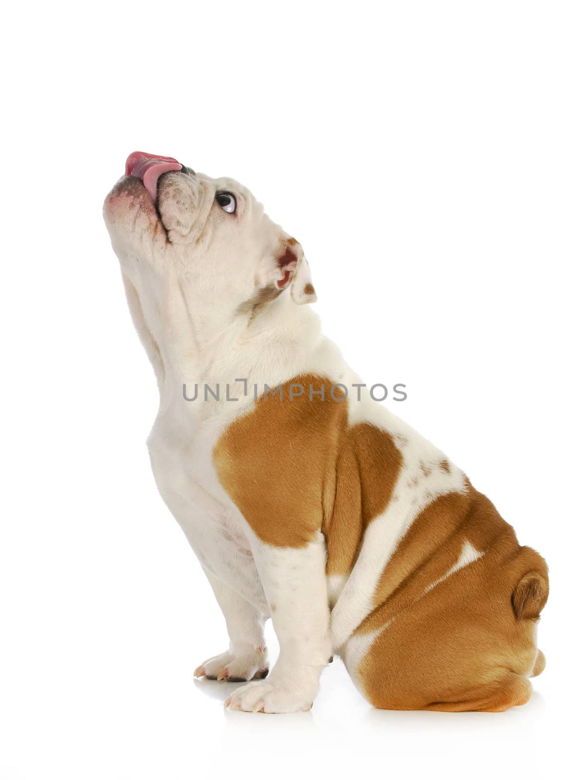 cute puppy - english bulldog puppy licking nose isolated on white background