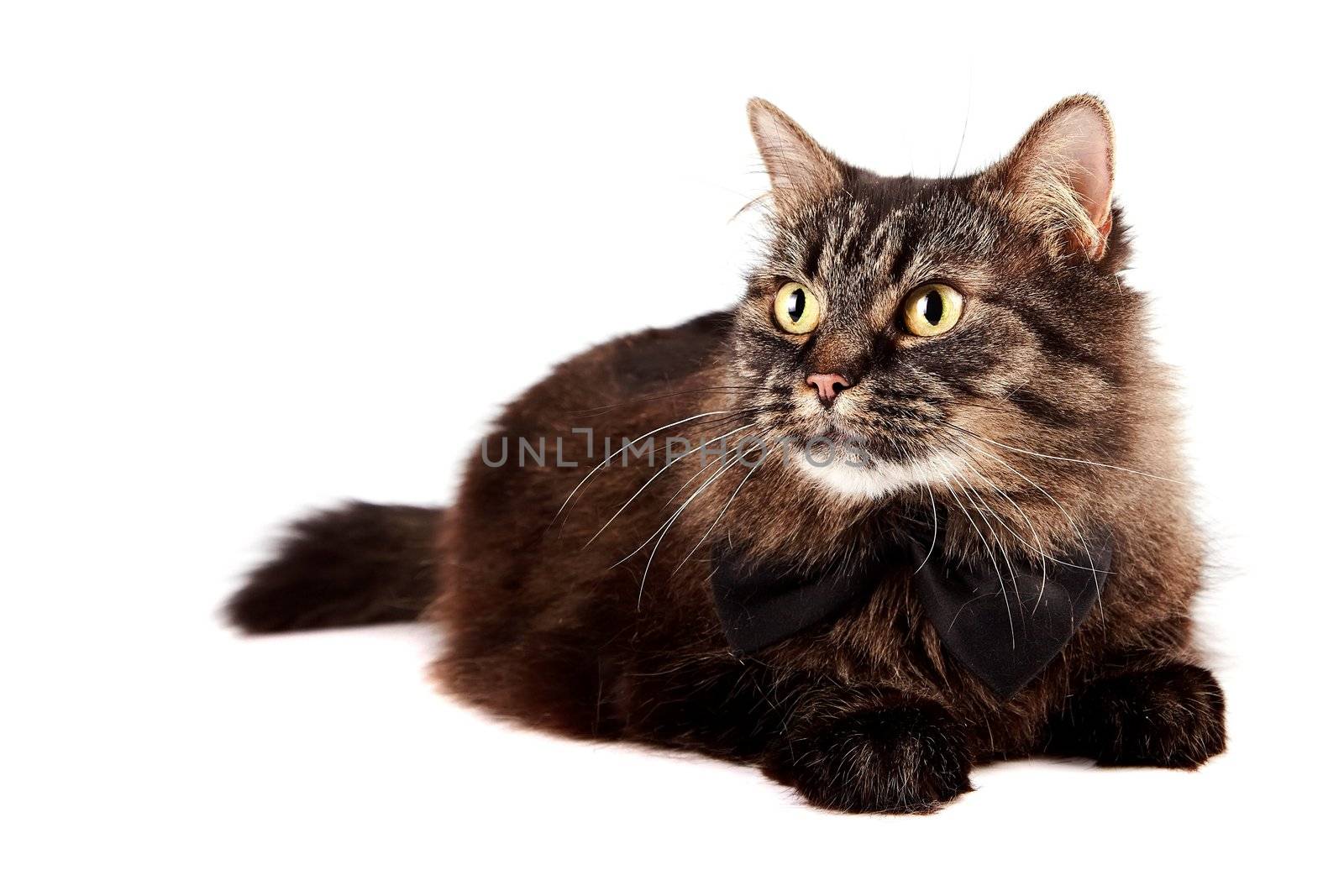 Cat with a black bow on a white background