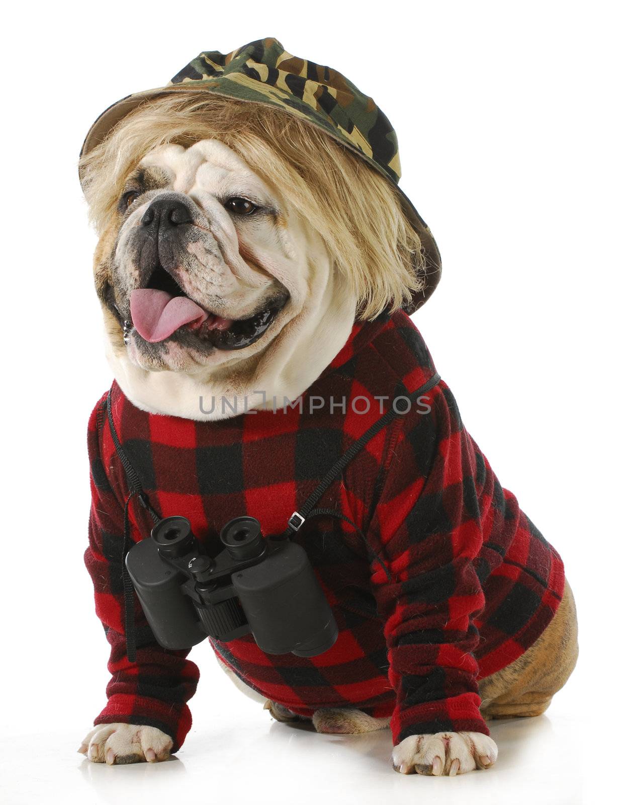 hunting dog - english bulldog wearing binoculars and hunting clothes isolated on white background