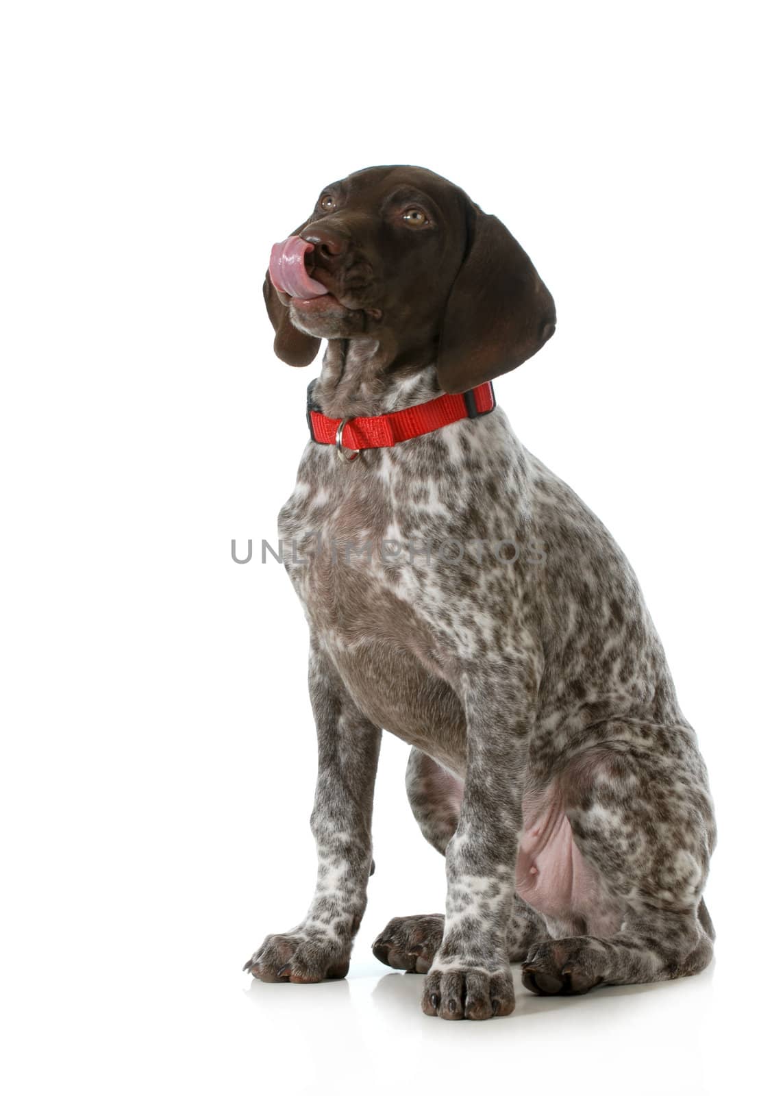cute puppy- german short haired pointer puppy licking lips isolated on white background