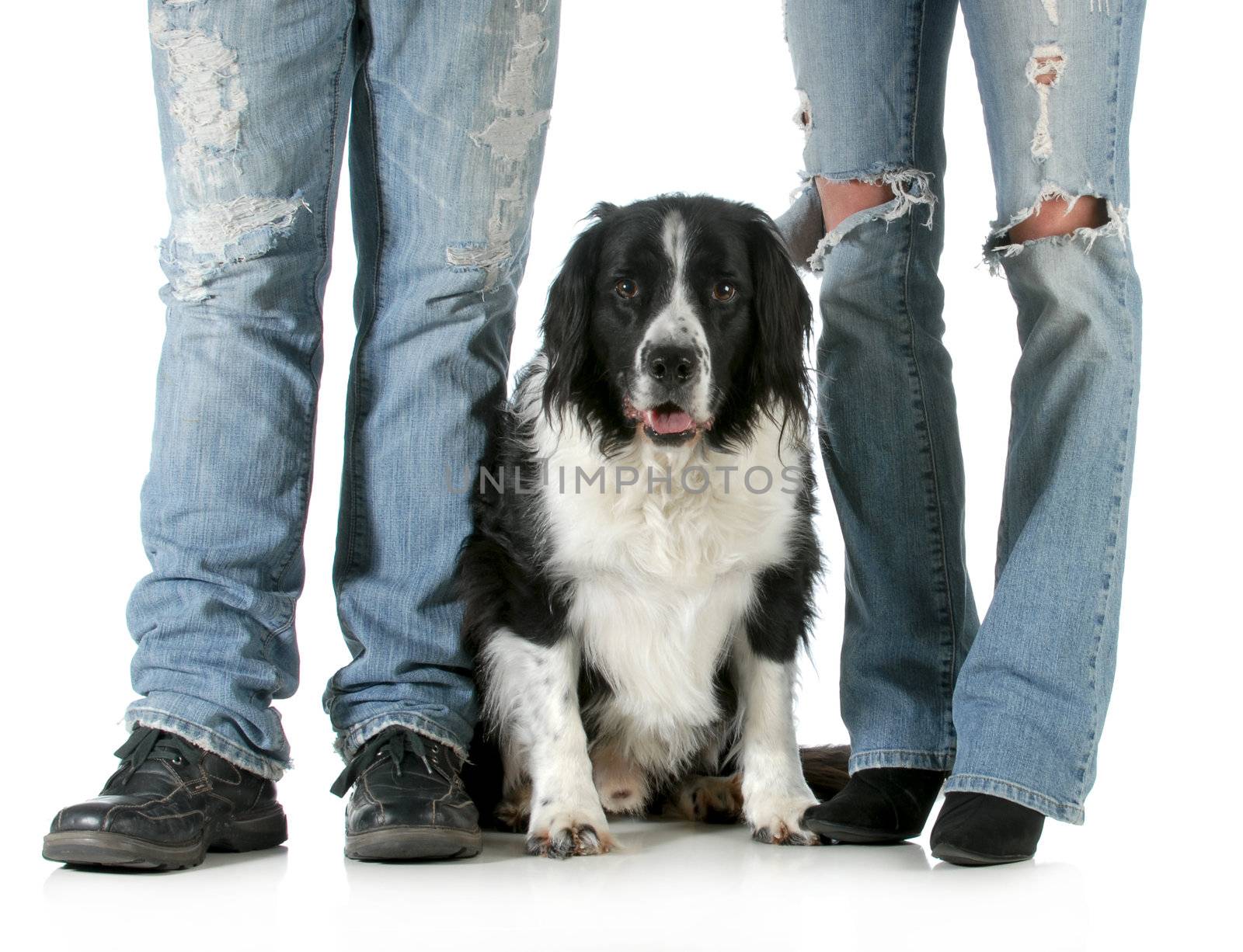family dog - man and woman standing with their dog between them isolated on white background