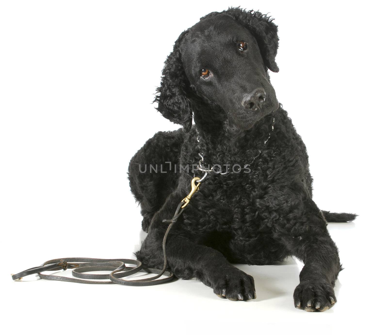 curly coated retriever on a leather leash and choke collar isolated on white background