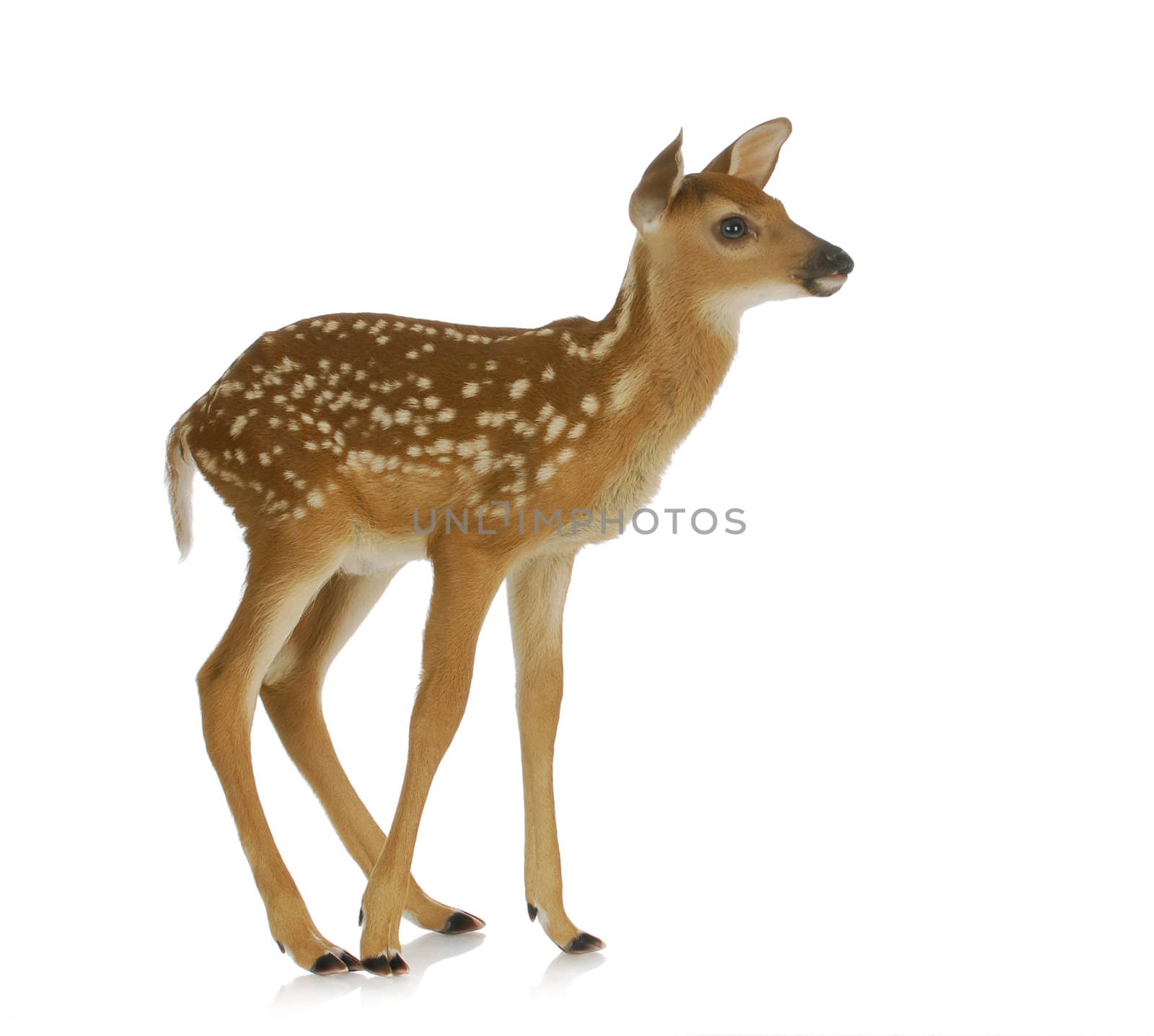 fawn standing isolated on white background