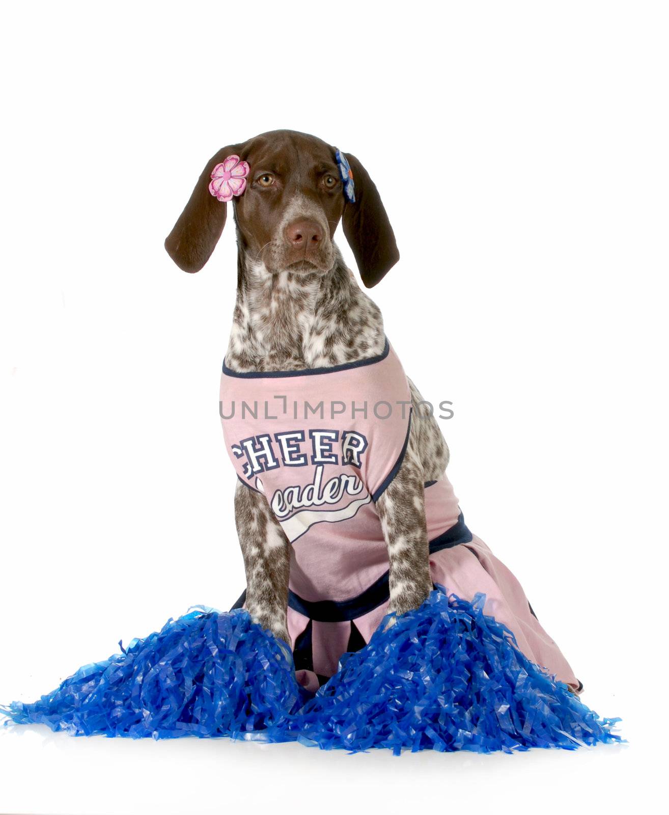 cheerful dog - german shorthaired pointer dressed up like a cheerleader on white background