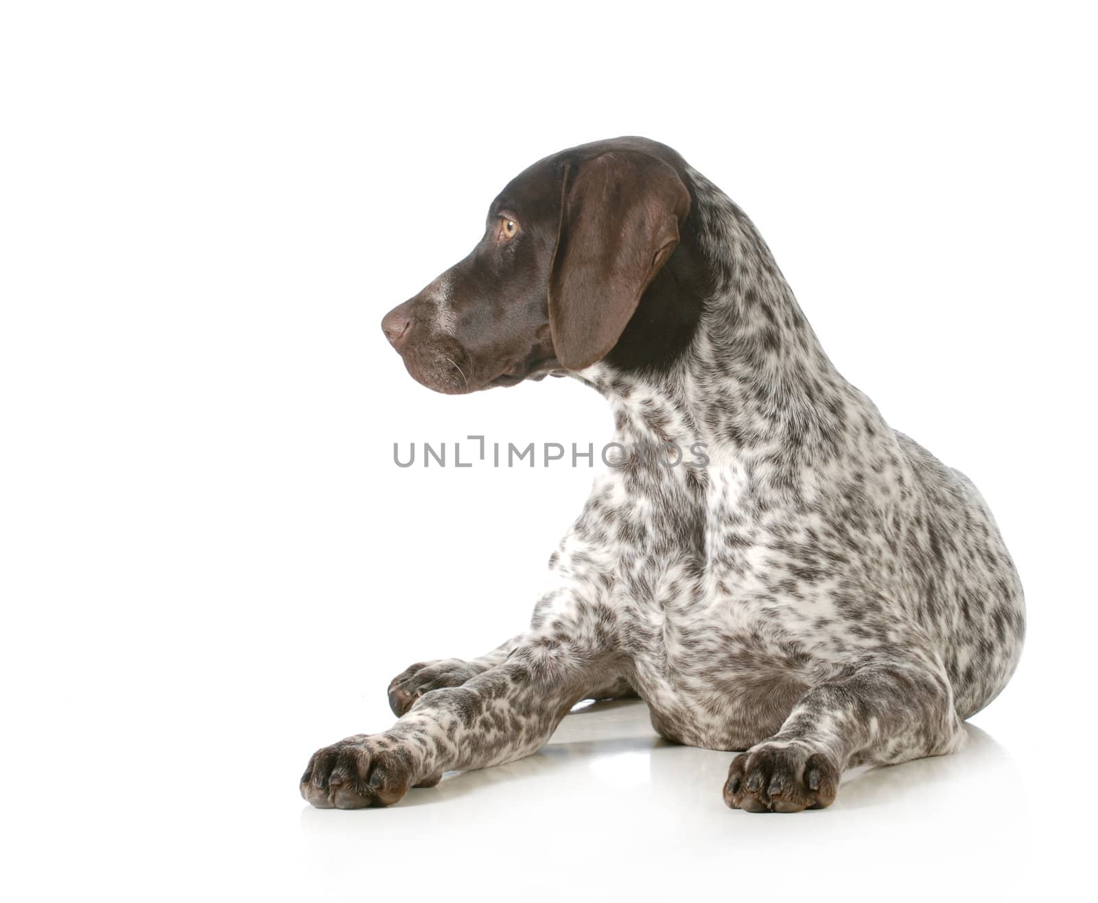 german shorthaired pointer sitting looking off to the side isolated on white background