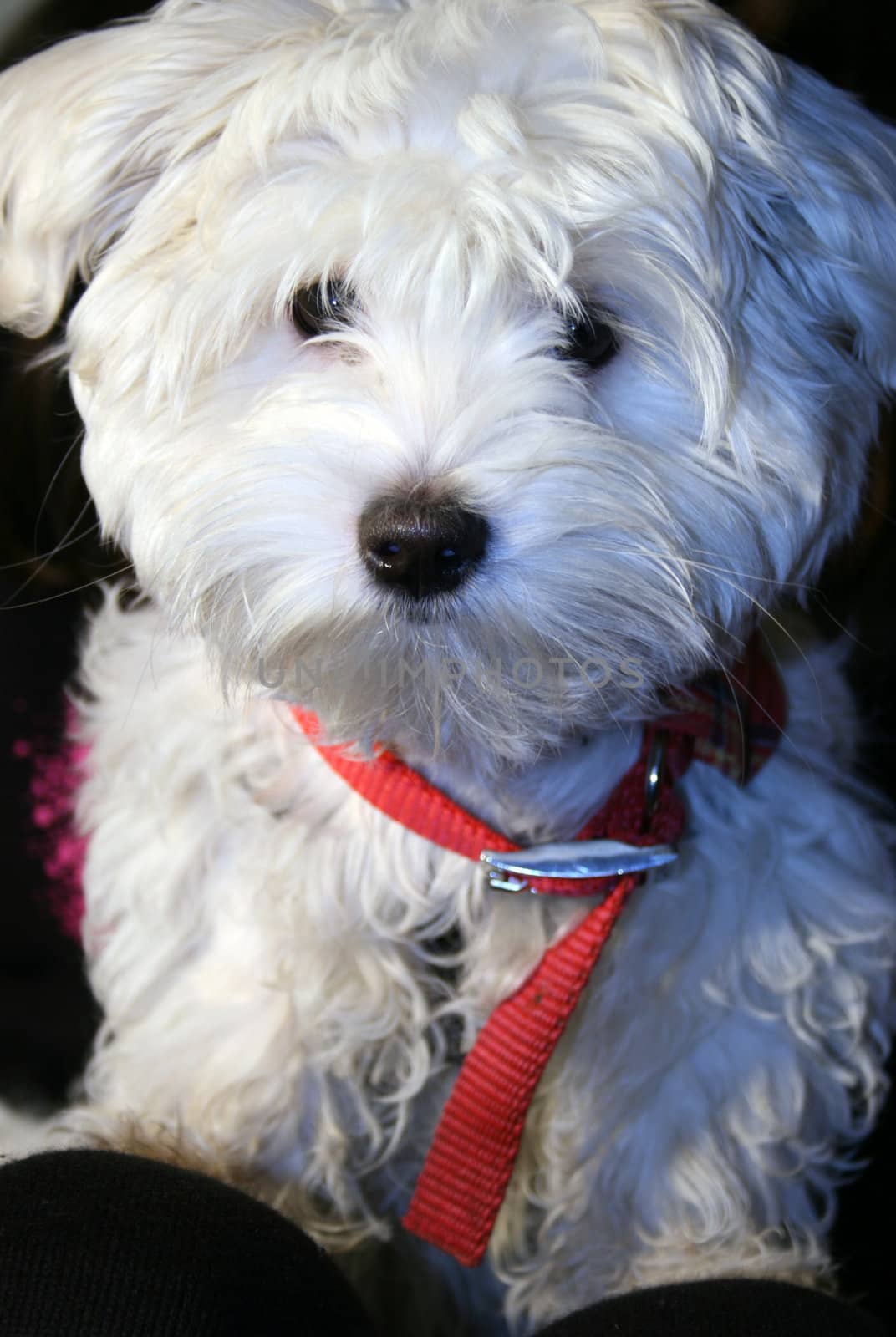 Maltese puppy, 4 months old in front of black background