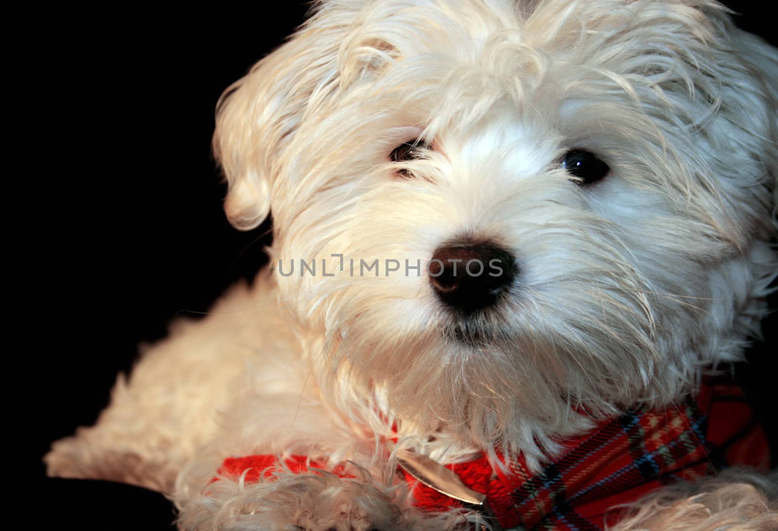 Maltese puppy, 4 months old in front of black background