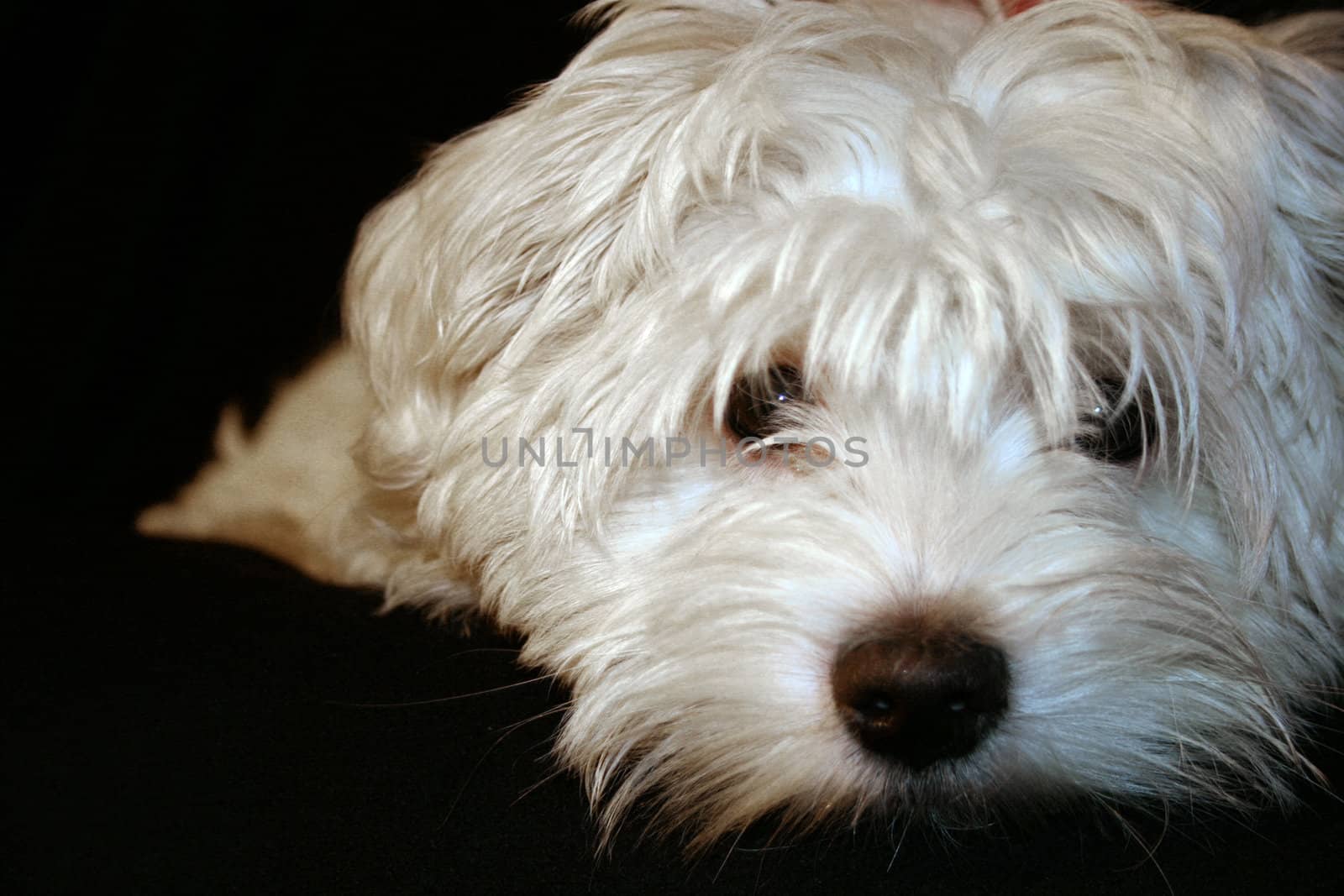 Maltese puppy, 4 months old in front of black background
