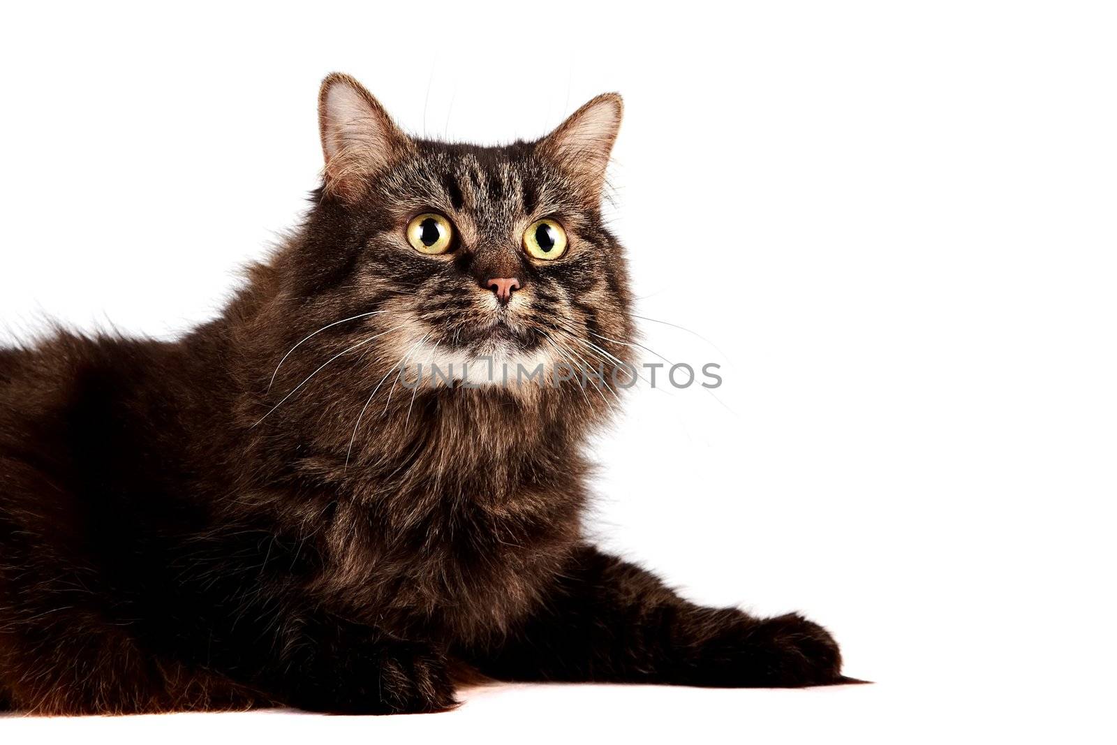 Fluffy cat on a white background
