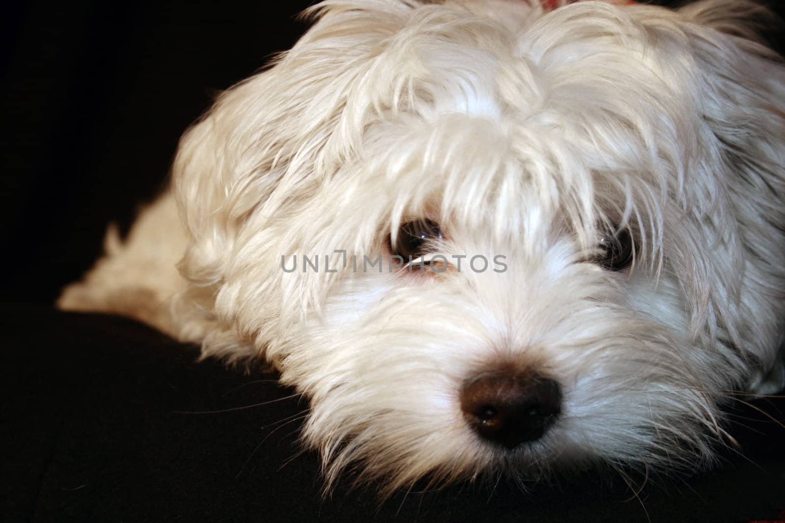 Maltese puppy, 4 months old in front of black background