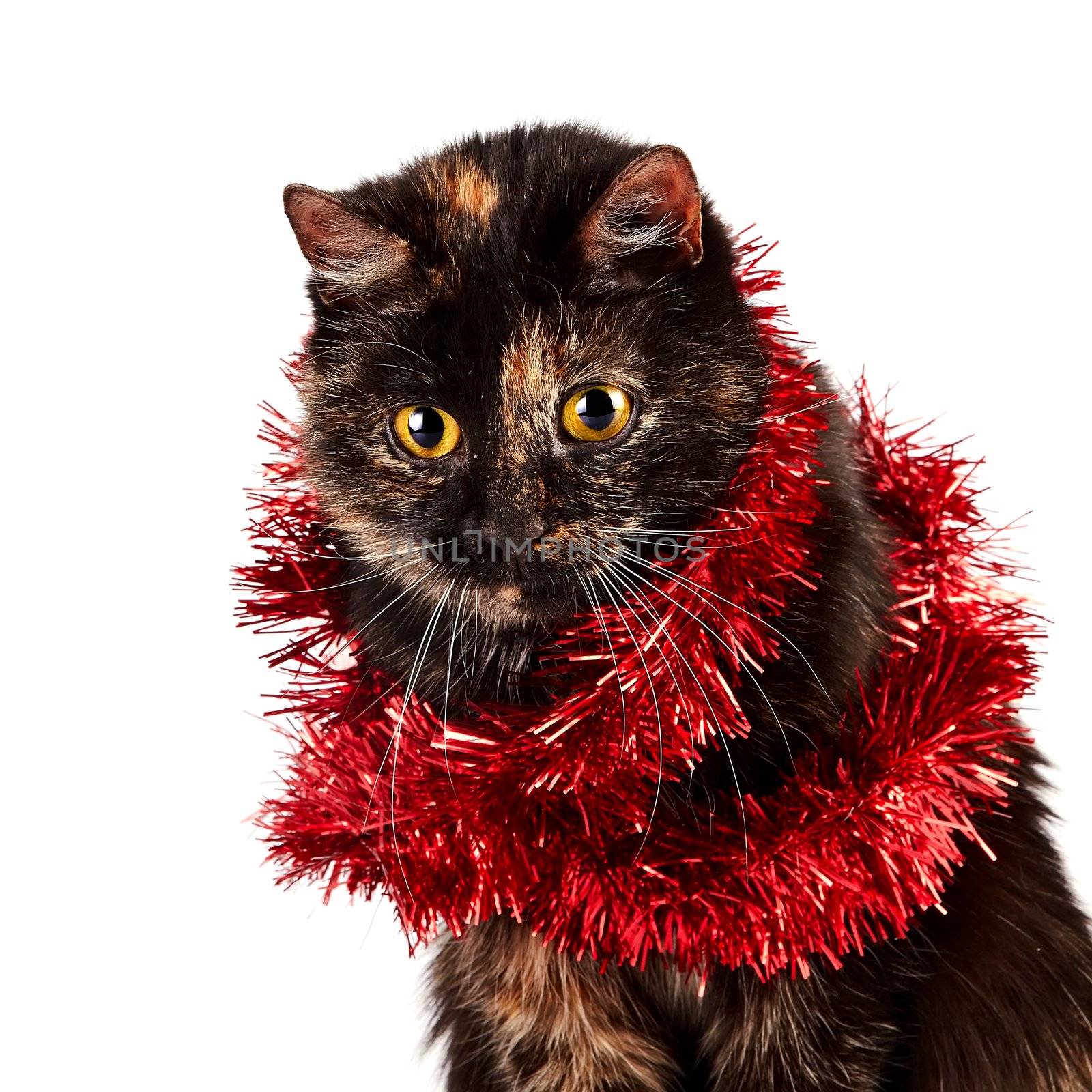 Portrait of a festive cat by Azaliya