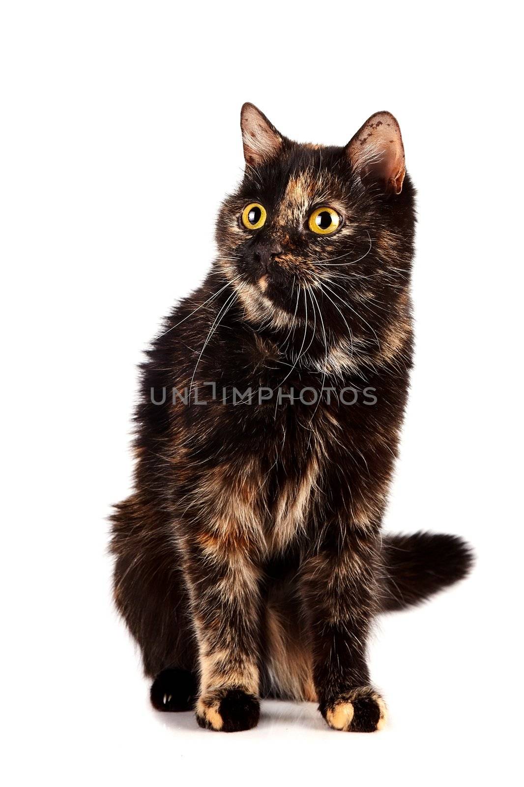 The cat sits on a white background