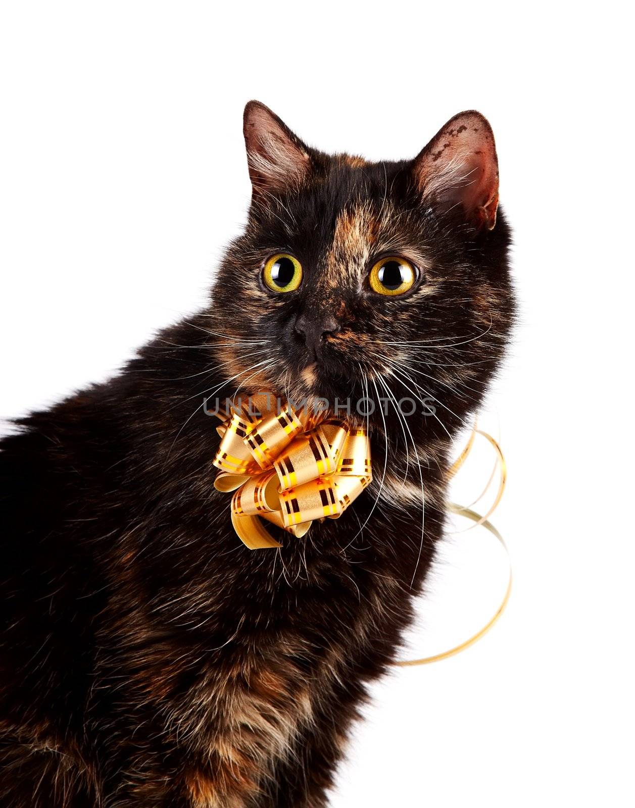 Portrait of a cat with a gold bow by Azaliya