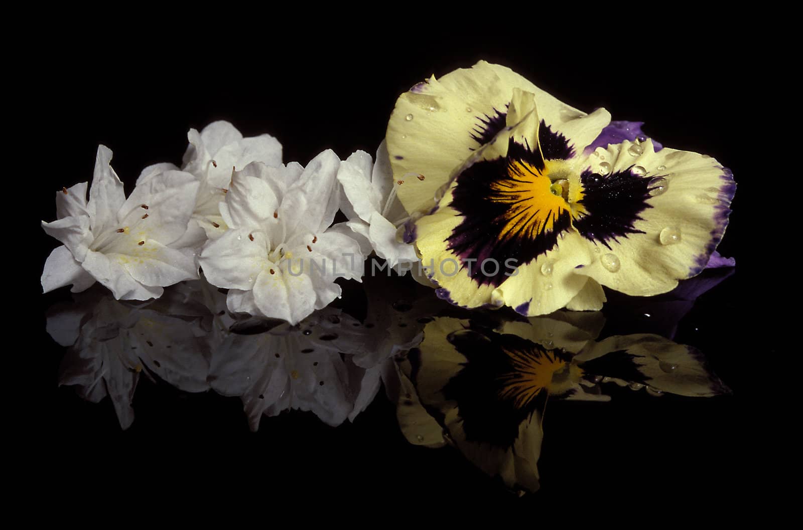 A flower still life reflecting on a black base