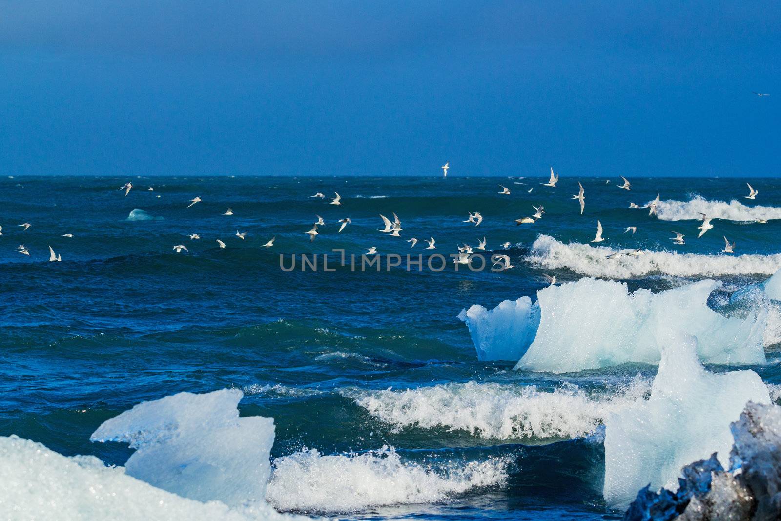 Beautiful beach in the South of Iceland is full of icebergs from glaciers not far away.