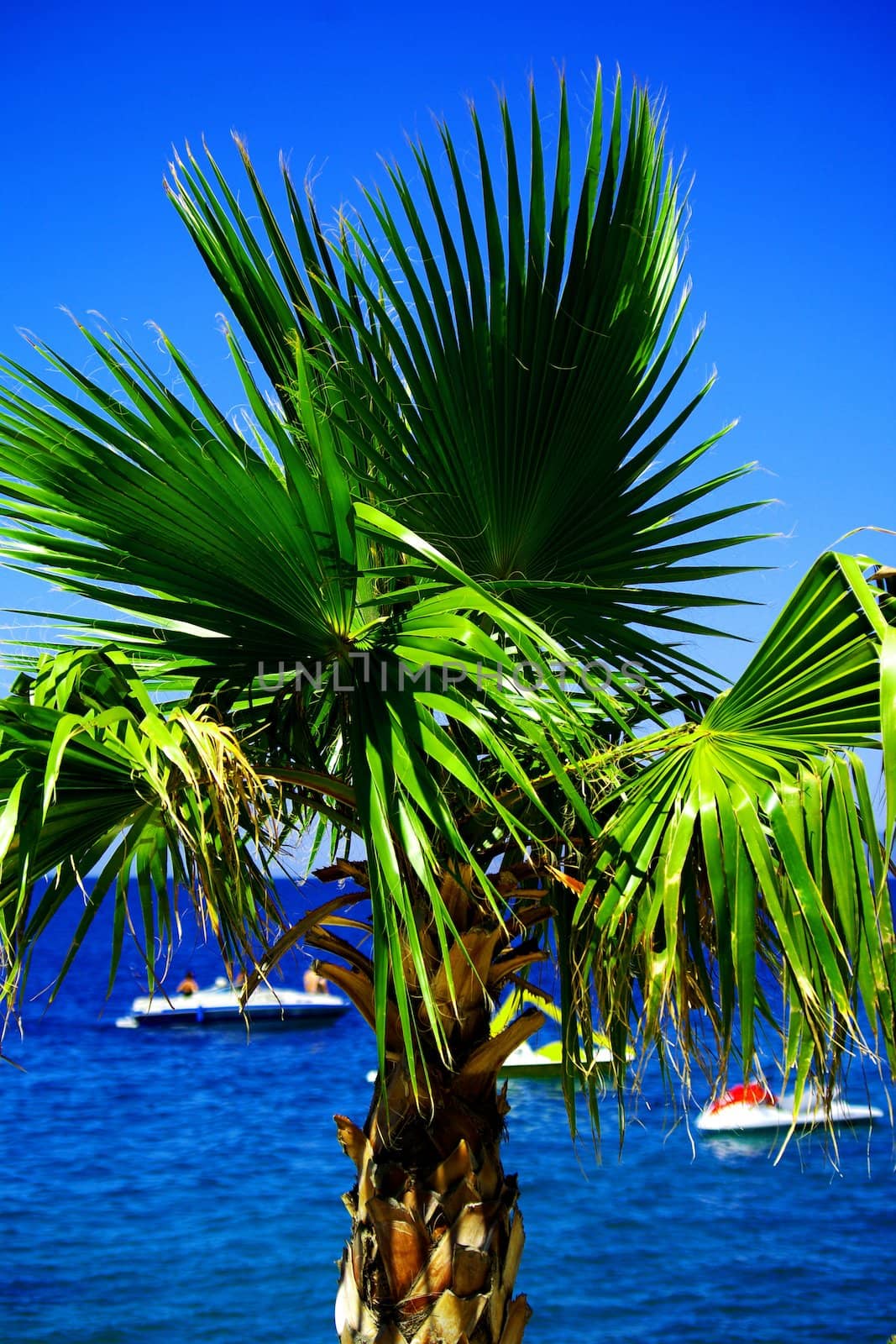 Small palm tree on sea coast
