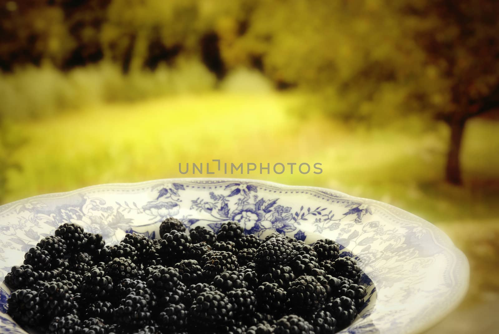 blackberries on a plate country setting background